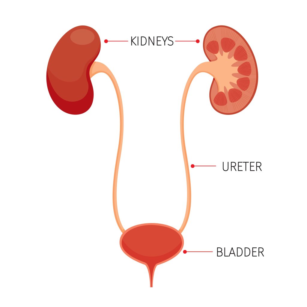 Baltimore Ureter Injury Lawyer